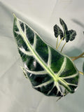 Alocasia Bambino Variegata Aurea