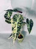 Alocasia Bambino Variegata Aurea