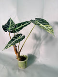 Alocasia Bambino Variegata Aurea