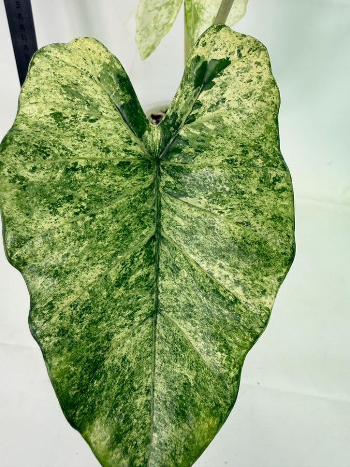 Alocasia Macrorrhiza Variegata