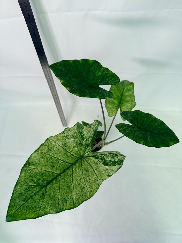 Alocasia Macrorrhiza Variegata