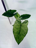 Alocasia Macrorrhiza Variegata