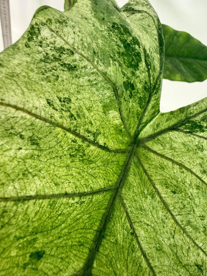 Alocasia Macrorrhiza Variegata