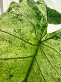 Alocasia Macrorrhiza Variegata