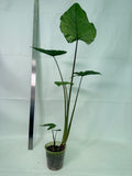 Alocasia Macrorrhiza Variegata