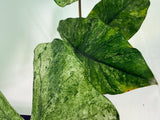 Alocasia Macrorrhiza Variegata
