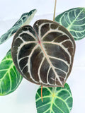 Anthurium Red Crystallinum x Silver Blush
