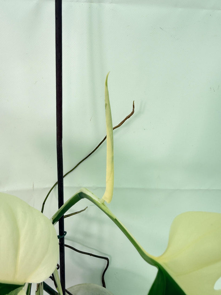 Monstera  Albo Variegata HALF MOON