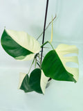 Monstera  Albo Variegata HALF MOON