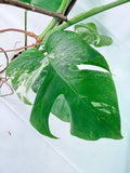 Monstera Albo Variegata XL