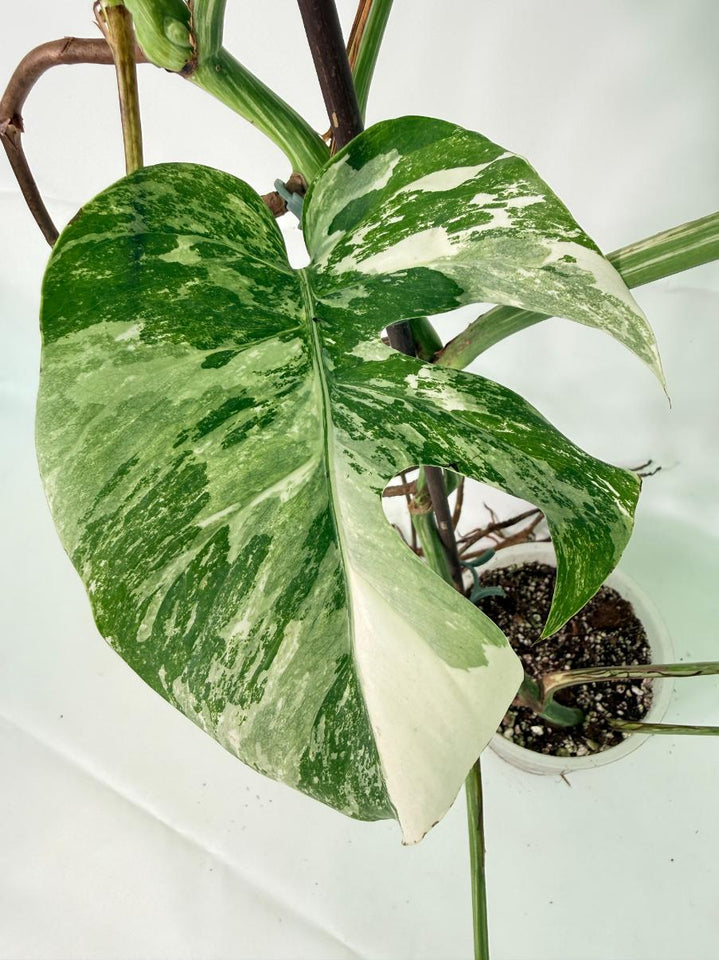 Monstera Albo Variegata XXL