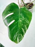Monstera Albo Variegata XXL
