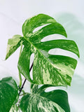 Monstera Albo Variegata XXL