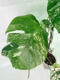 Monstera Albo Variegata XXL