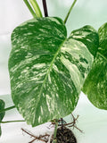 Monstera Albo Variegata XXL
