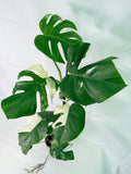 Monstera Albo Variegata XXL