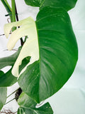 Monstera Albo Variegata XXL