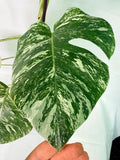 Monstera Albo Variegata XXL