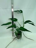 Monstera Burle Marx Flame XL