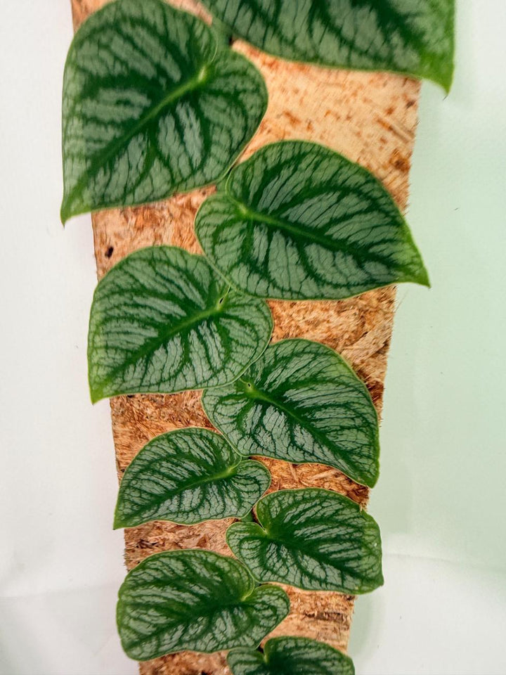 Monstera Dubia