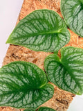 Monstera Dubia