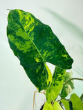 Philodendron Burle Marx Variegata