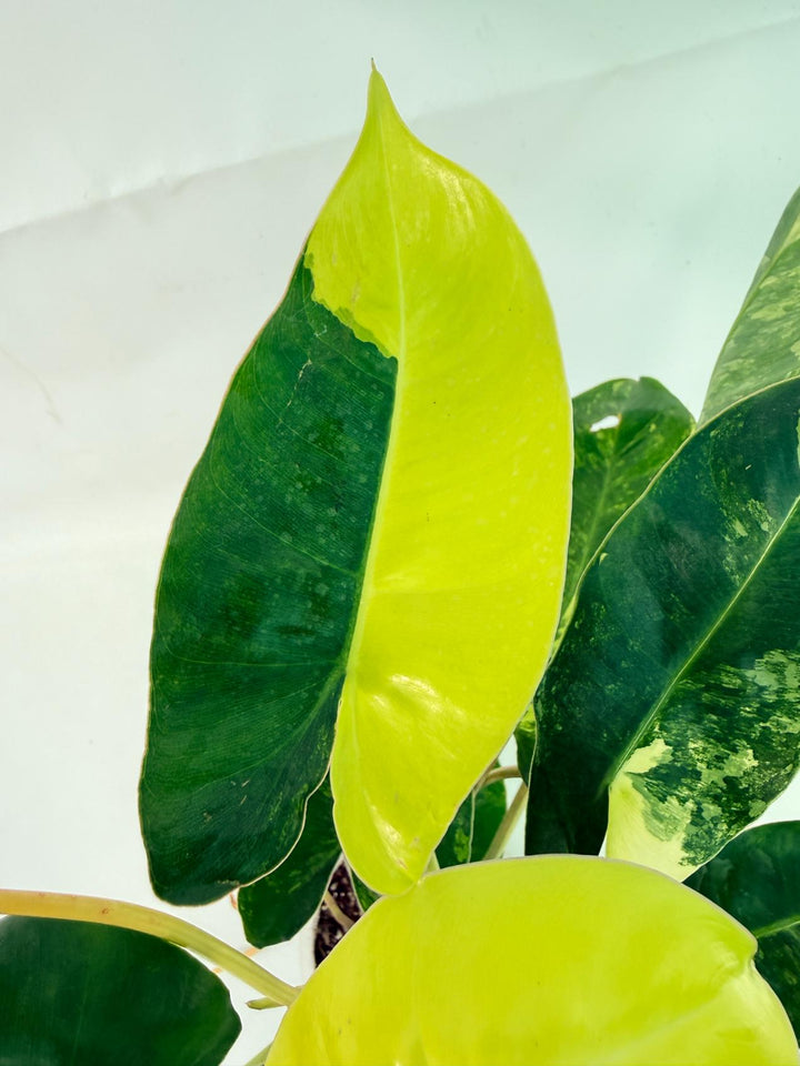 Philodendron Burle Marx Variegata
