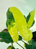 Philodendron Burle Marx Variegata