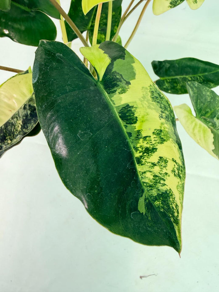 Philodendron Burle Marx Variegata