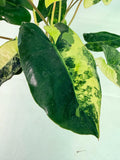 Philodendron Burle Marx Variegata