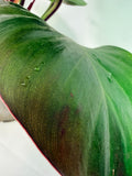 Philodendron Yellow Flame variegata