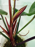 Philodendron Yellow Flame variegata