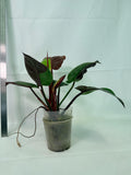 Philodendron Yellow Flame variegata