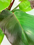 Philodendron Yellow Flame variegata