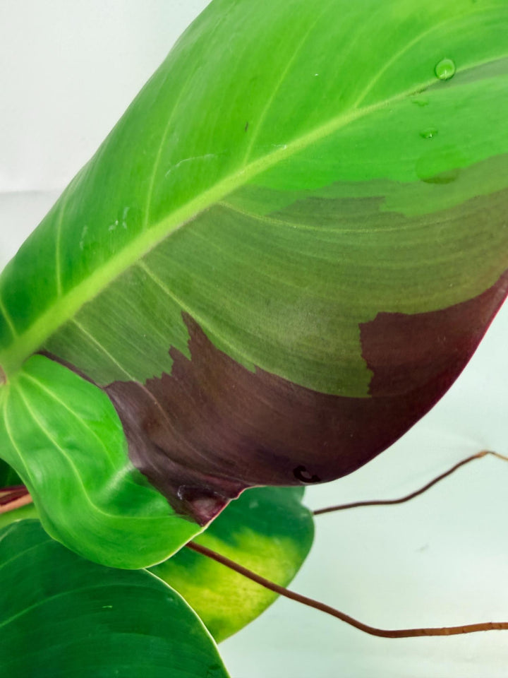 Philodendron Yellow Flame variegata